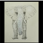 Elephant Drawing