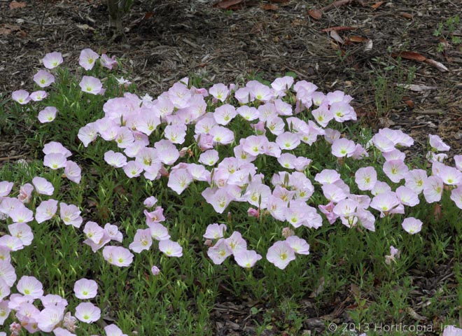 Perennials Dooley Landscape Designs Albuquerque Primrose Mexican Blooming Ground Cover
