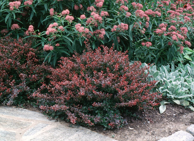 Shrubs - Dooley Landscape Designs Albuquerque Crimson Pygmy - Berberis - Shrubs - Dooley Landscape Designs Albuquerque