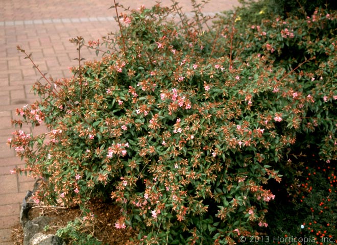 Shrubs Dooley Landscape Designs Albuquerque Pink Abelia Semi Evergreen Shrub With A More Traditional Look Trumpet Shaped Small Flowers From Summer Till Fall Bronze Color Max Height