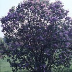 Lilac, Common - Syringa