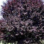 Prunus - Plum, Purpleleaf