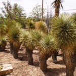 Thompson's Yucca