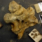 Dinosaur Brain Case