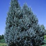 Wichita Blue Juniper