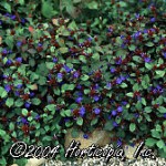 Dwarf Plumbago