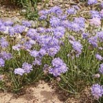 Pincushion Flower