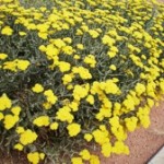 Yellow Yarrow