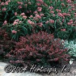 Crimson Pygmy - Berberis