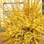 Forsythia