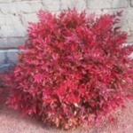 Gulfstream Nandina - Bamboo, Heavenly