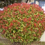 Photinia, Fraser