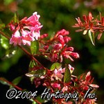 Pink Abelia