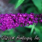 Butterfly Bush Buddleia