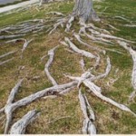 Cottonwood Roots