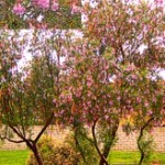 Desert Willow, Chilopsis