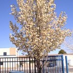 Flowering Pear Pyrus, Callery Aristocrat