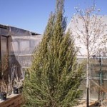 Rocky Mountain Juniper