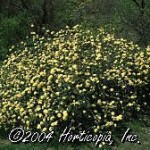 Lady Banks Rose -  Banksia