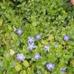 Vinca Minor